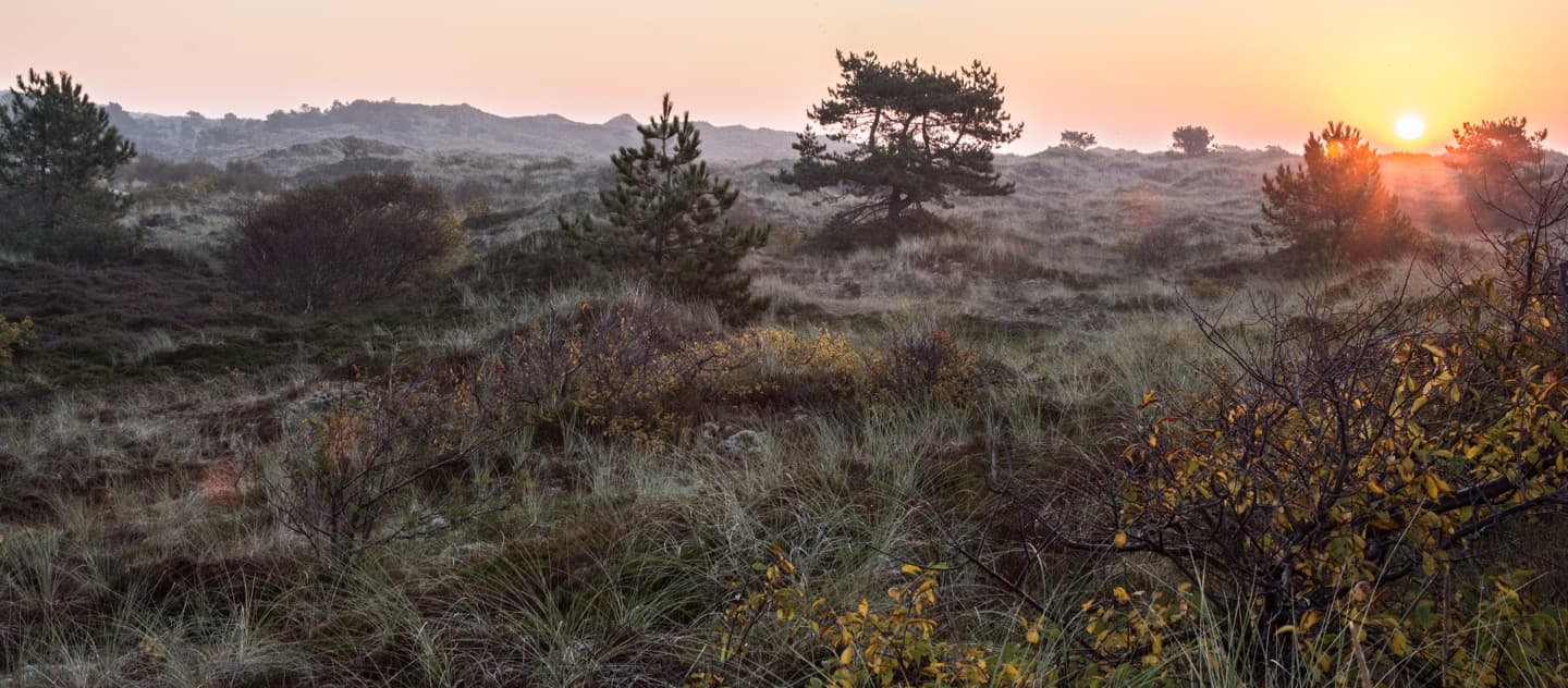 Vlielandse duinen - Foto door: Ank Harms
