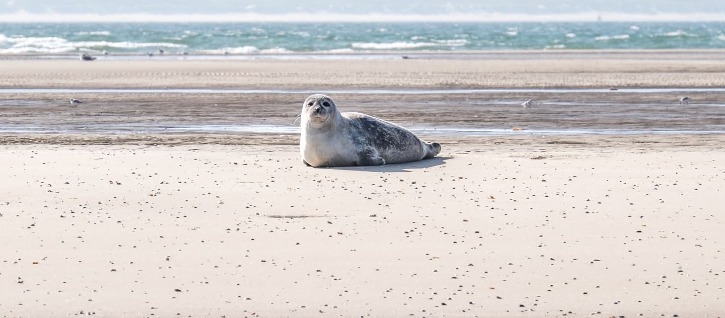 Zeehond - Foto door: Simone Wittgen
